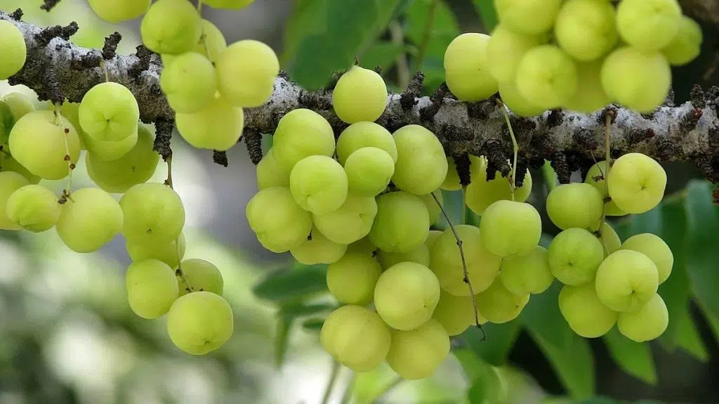 amla