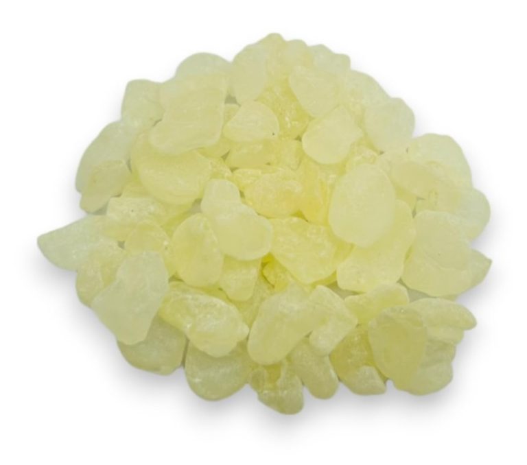 mastix chios Pistacia lentiscus